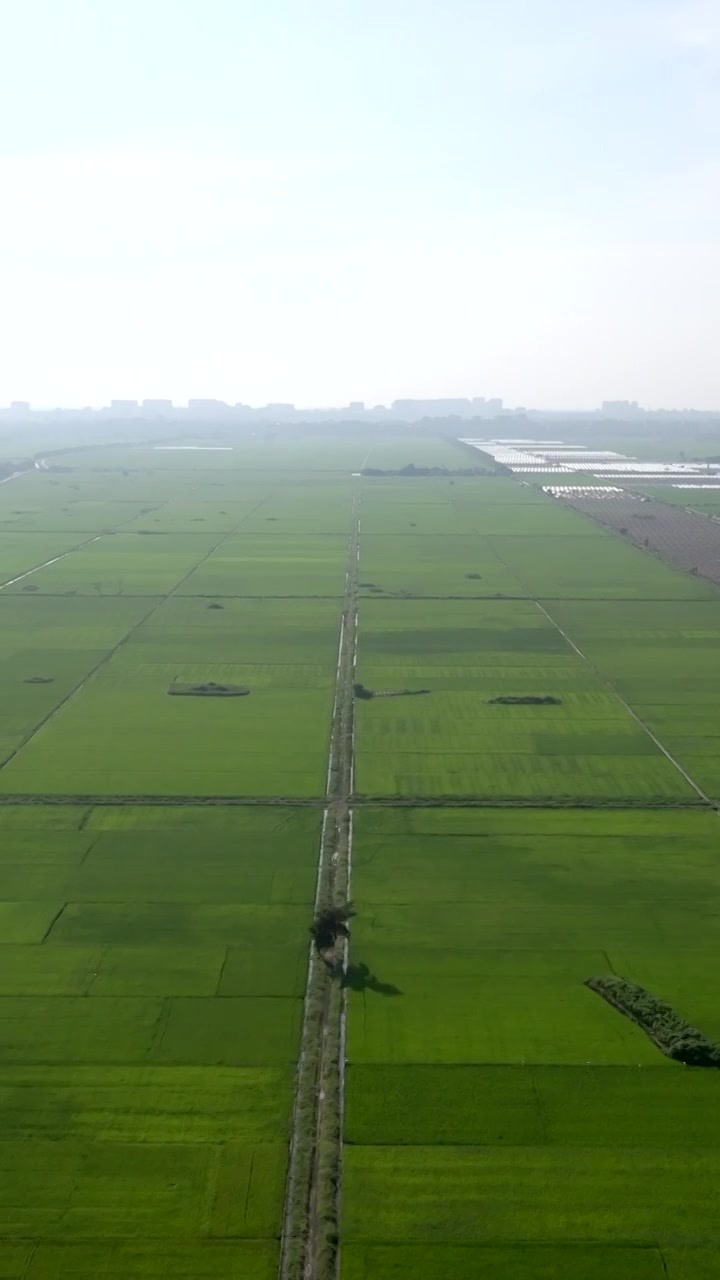 广东湛江雷州城乡结合部河北村上空航拍稻田视角视频素材