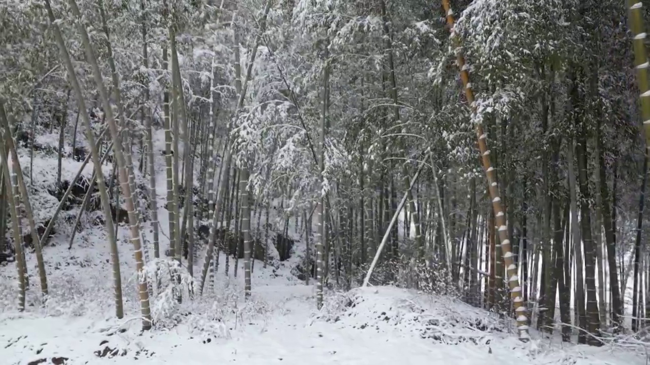 竹林雪景视频素材