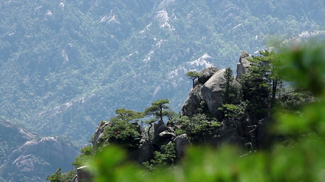 黄山松视频素材