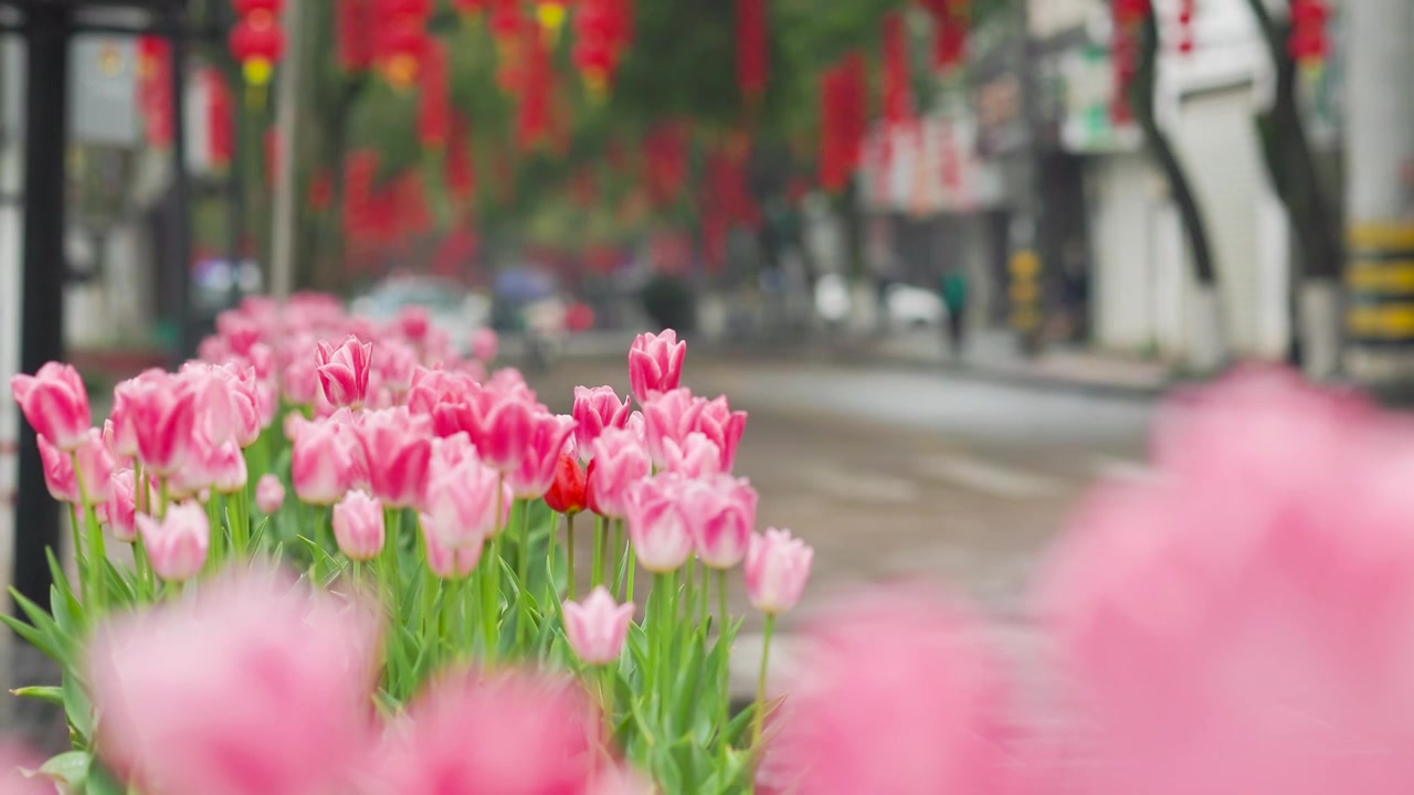 雨天的郁金香视频素材