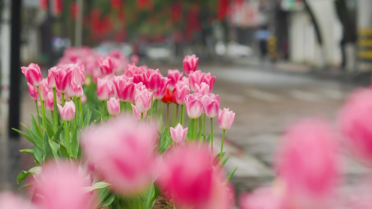 雨天的郁金香视频素材