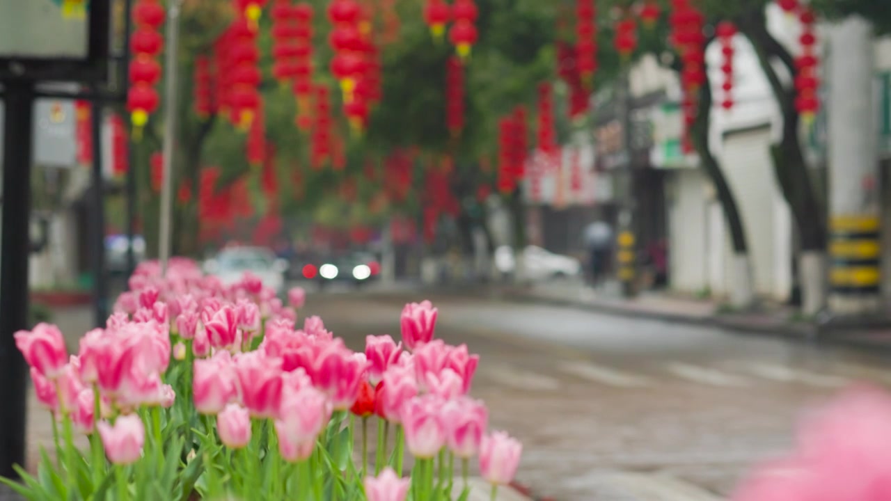 雨天的郁金香视频素材