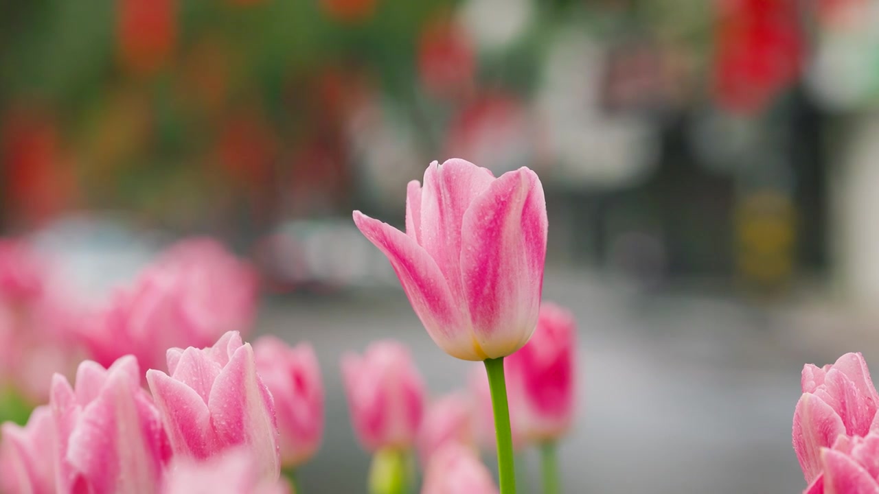 雨天的郁金香视频素材