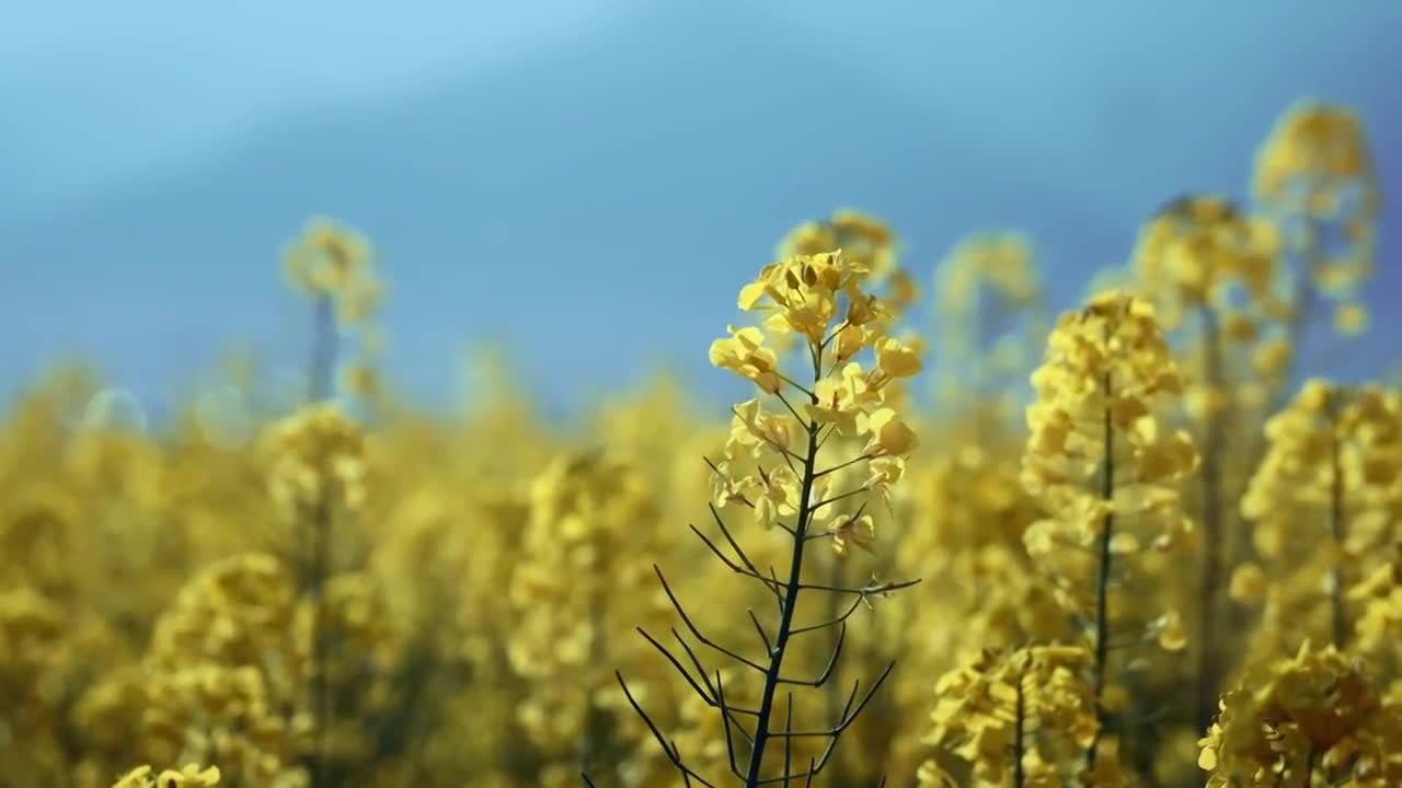 乡村振兴田园风光视频素材