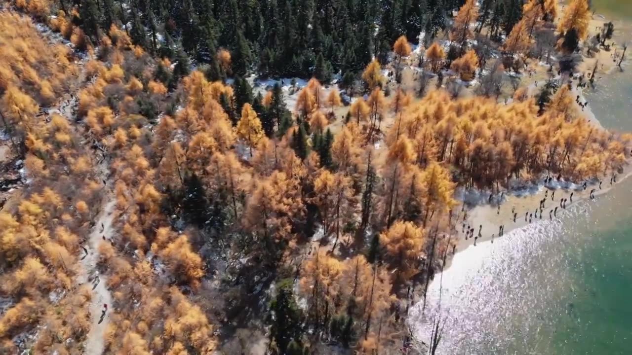 航拍秋天川西青藏高原雪山森林彩林视频素材