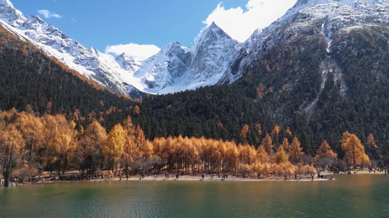 航拍秋天川西青藏高原雪山森林彩林视频素材