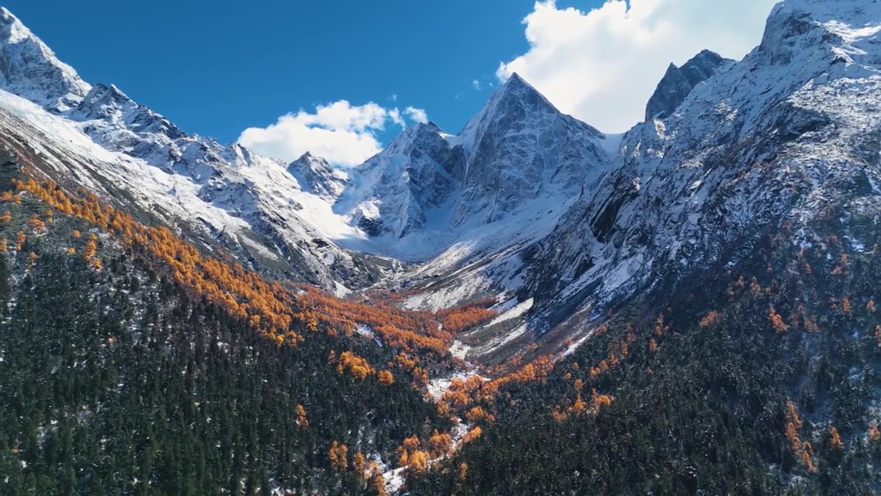 航拍秋天川西青藏高原雪山森林彩林视频素材