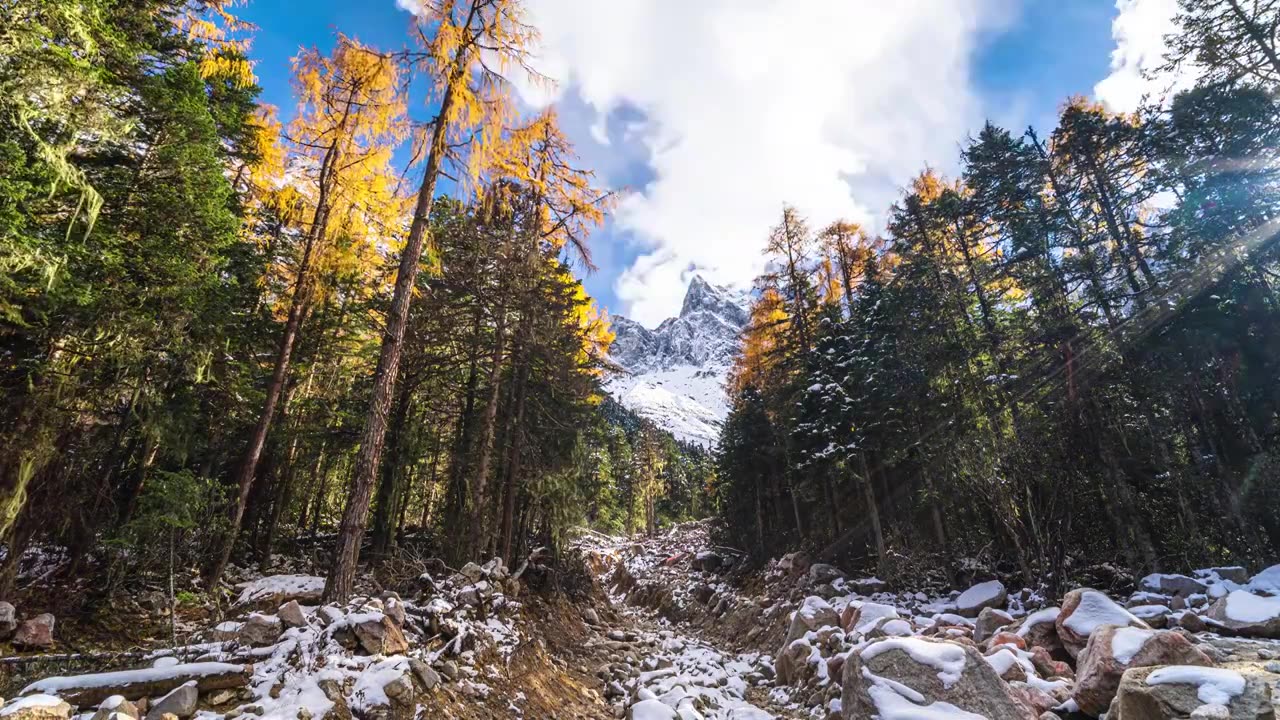 航拍秋天川西青藏高原雪山森林彩林视频素材