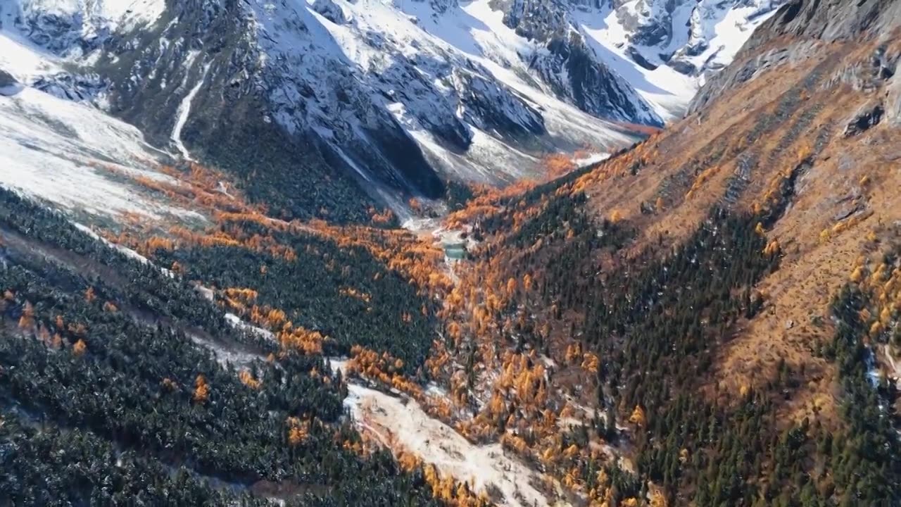 航拍秋天川西青藏高原雪山森林彩林视频素材