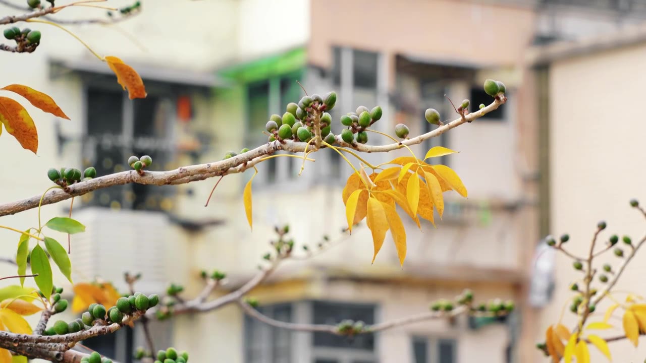 【正版素材】木棉果实近景特写视频素材