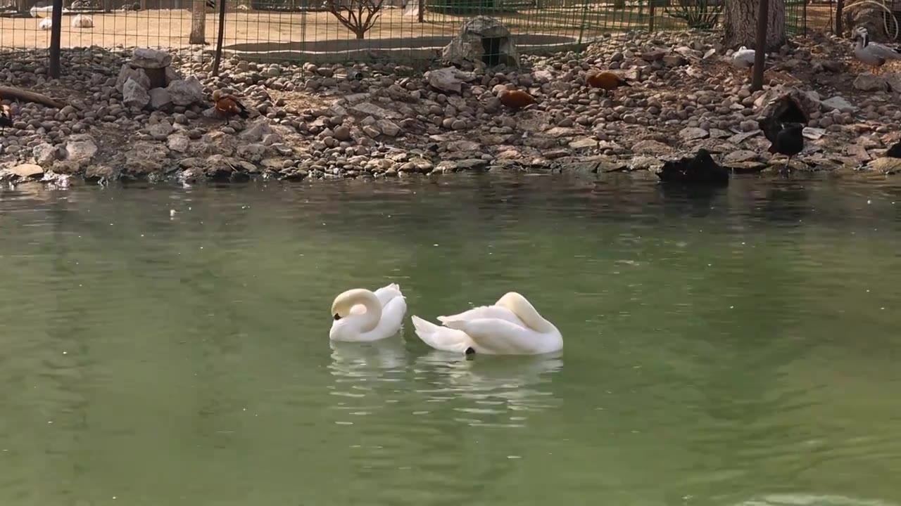 冬天公园动物园绿色水面白天鹅鸟类羽毛水禽节假日旅游视频素材