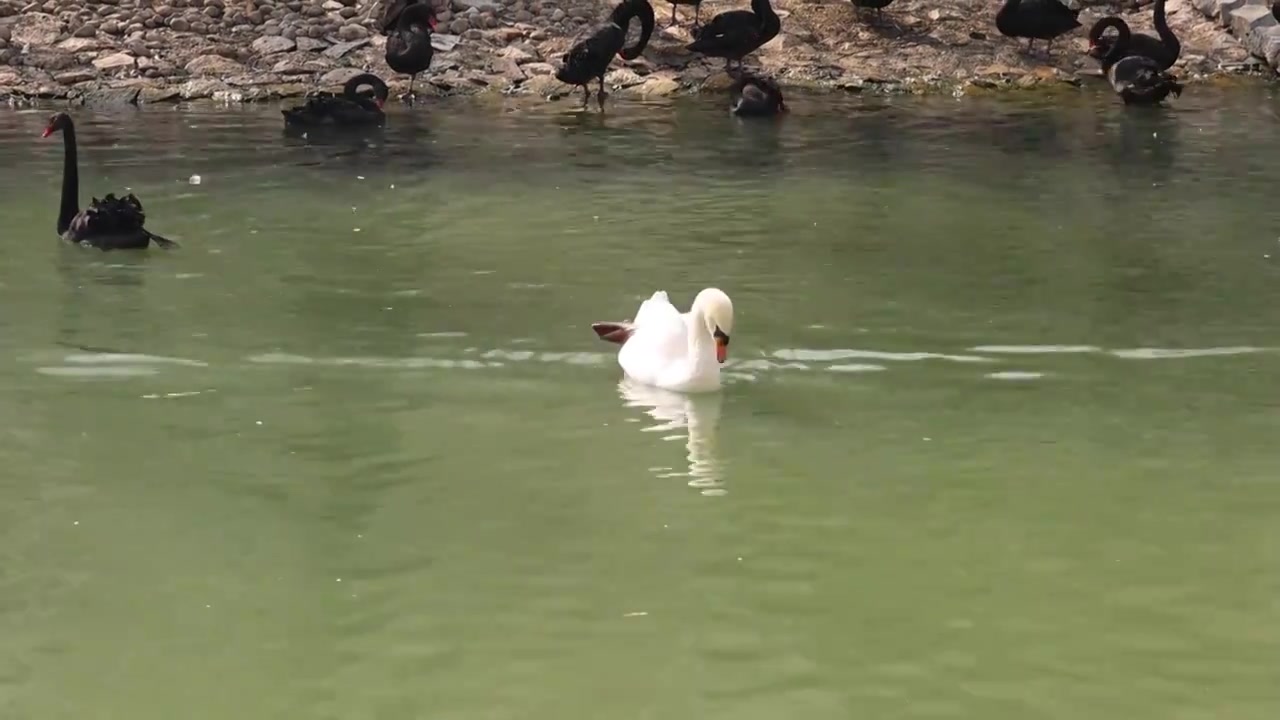 冬天公园动物园绿色水面白天鹅鸟类羽毛水禽节假日旅游视频素材