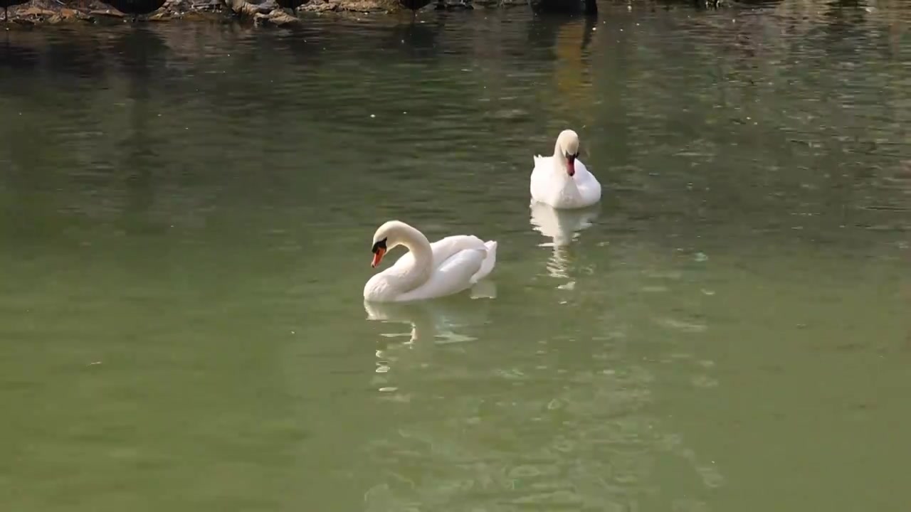 冬天公园动物园绿色水面白天鹅鸟类羽毛水禽节假日旅游视频素材