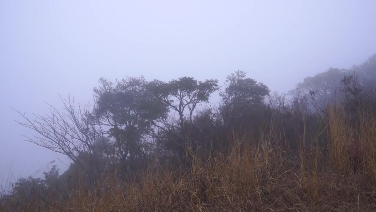 清晨高山大雾迷漫大风呼啸吹过四周白茫茫一片视频素材