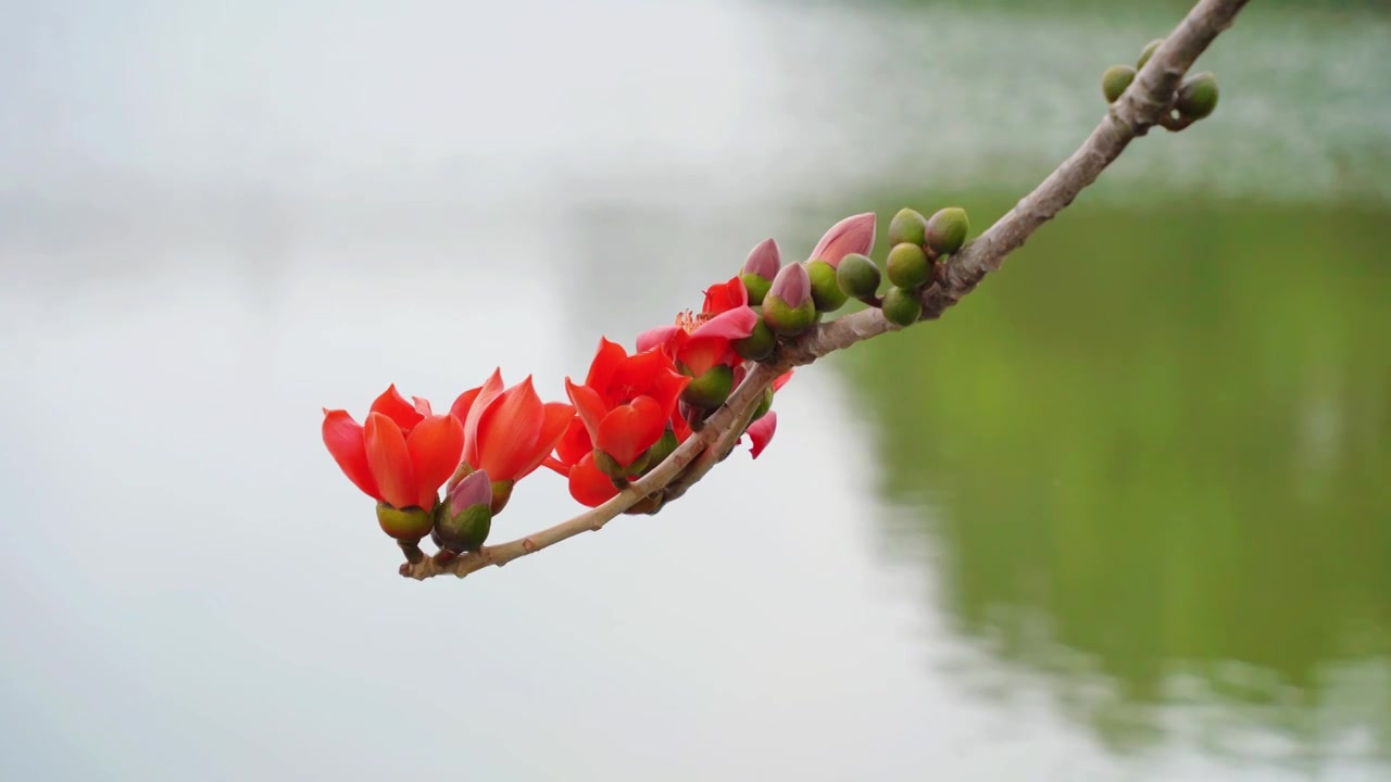 木棉花视频素材