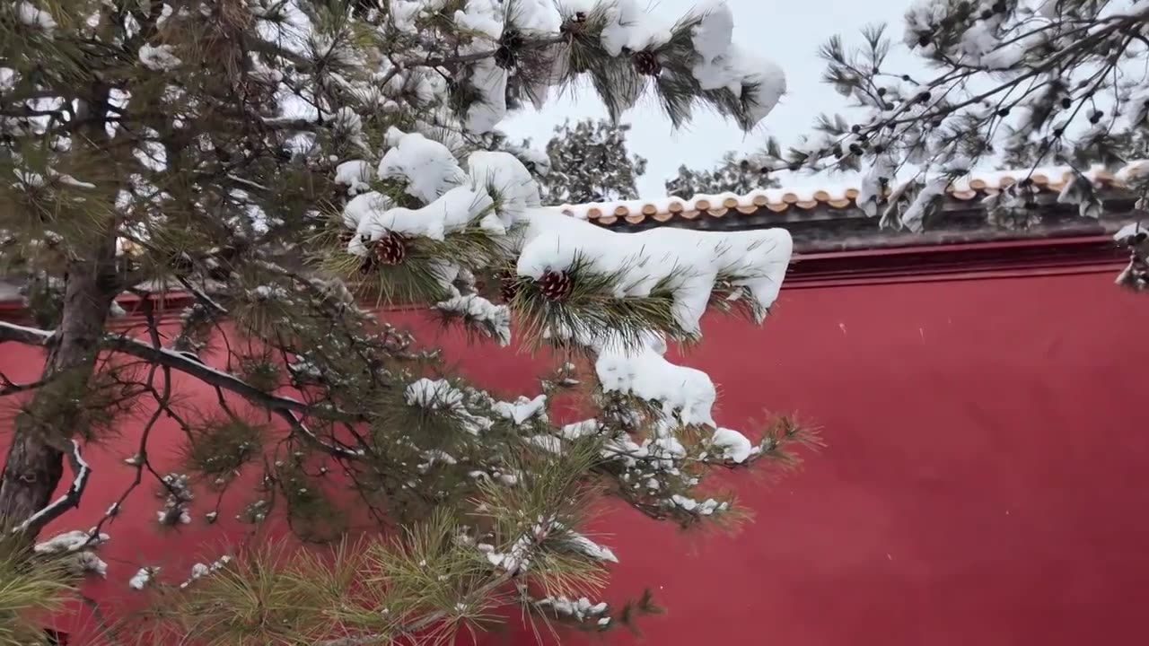 北京雪后中山公园红墙古树视频素材