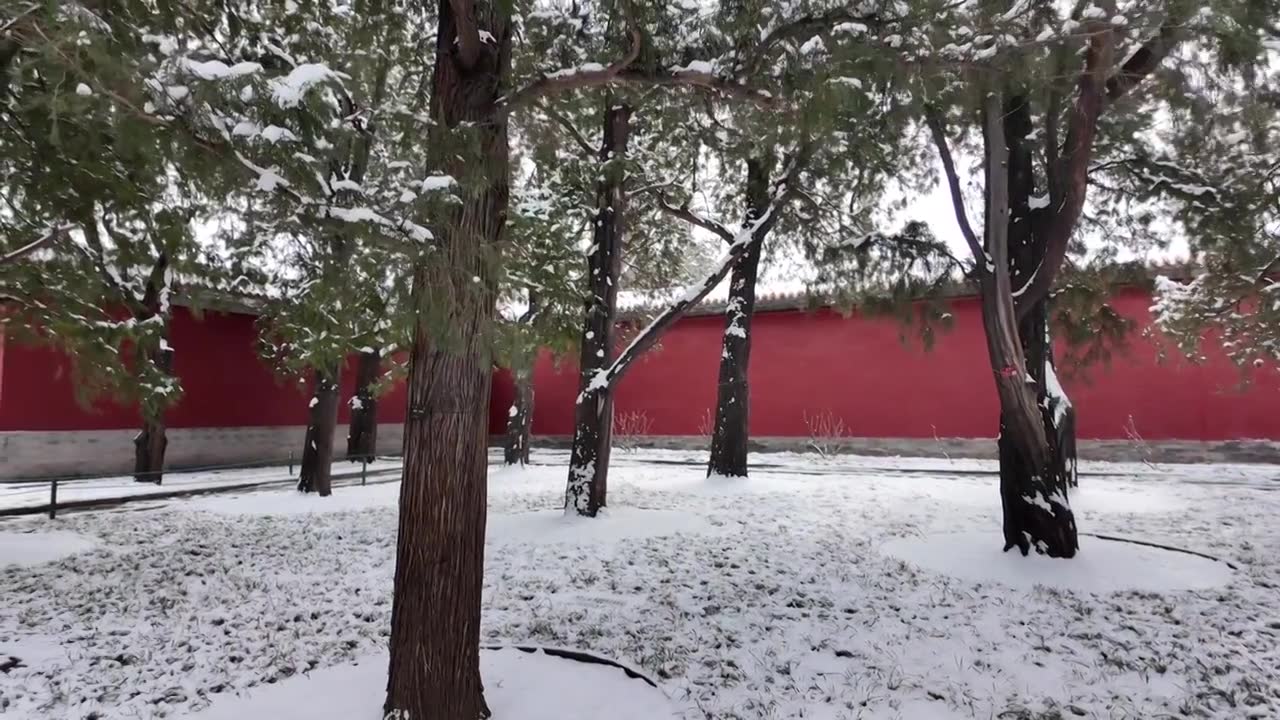 北京雪后中山公园红墙古树视频素材