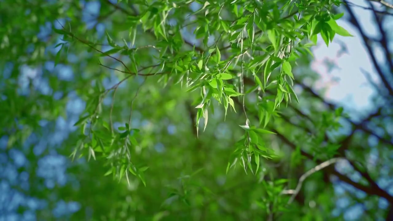 春天发芽的柳树视频素材