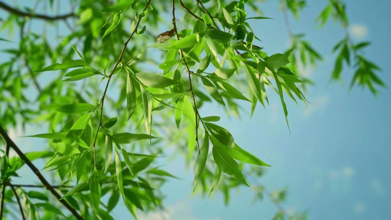 春天发芽的柳树视频素材