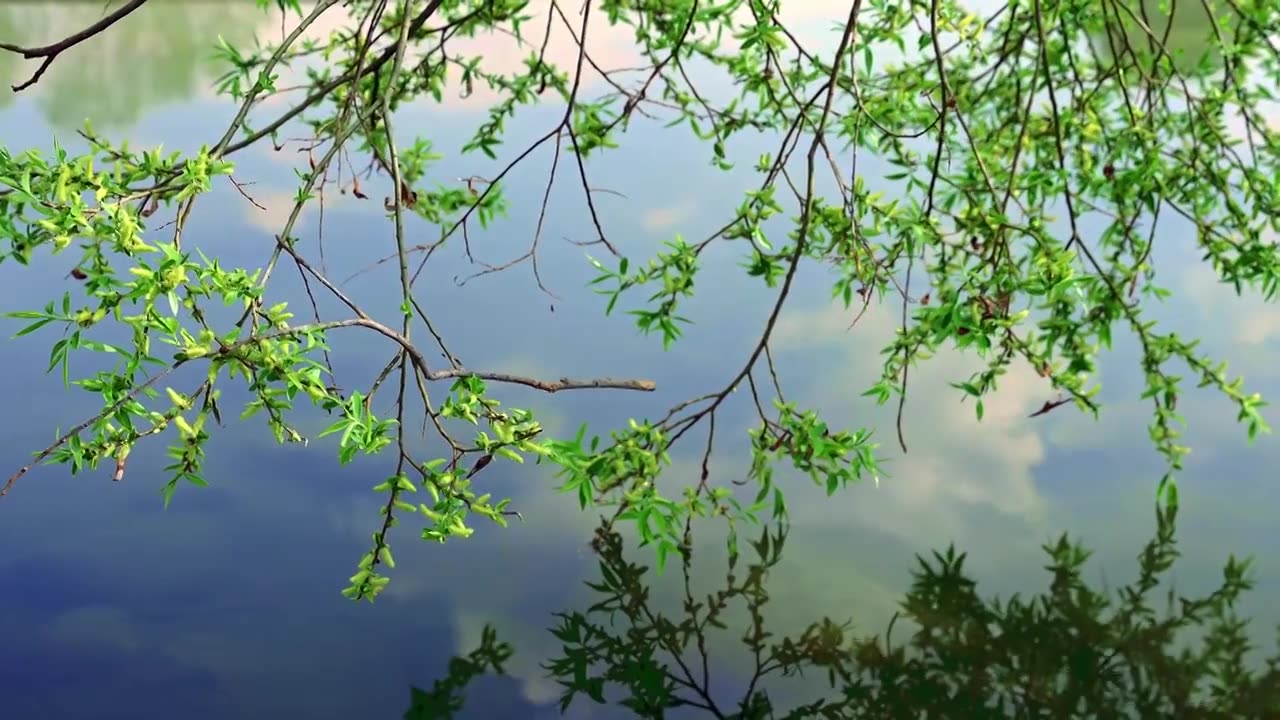 春天发芽的柳树视频素材