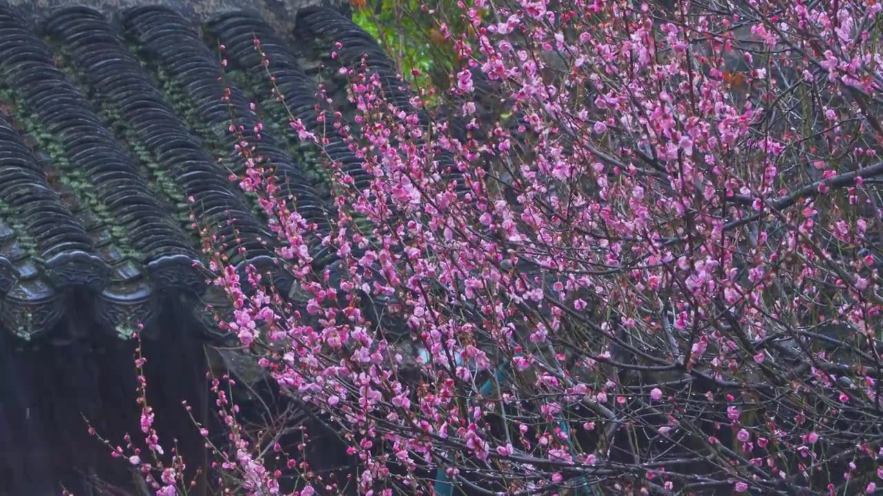 中国传统古典园林建筑杭州西湖郭庄雨天梅花视频素材