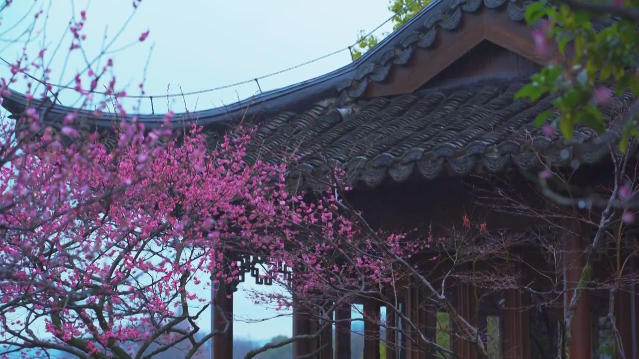 中国传统古典园林建筑杭州西湖郭庄雨天梅花视频素材