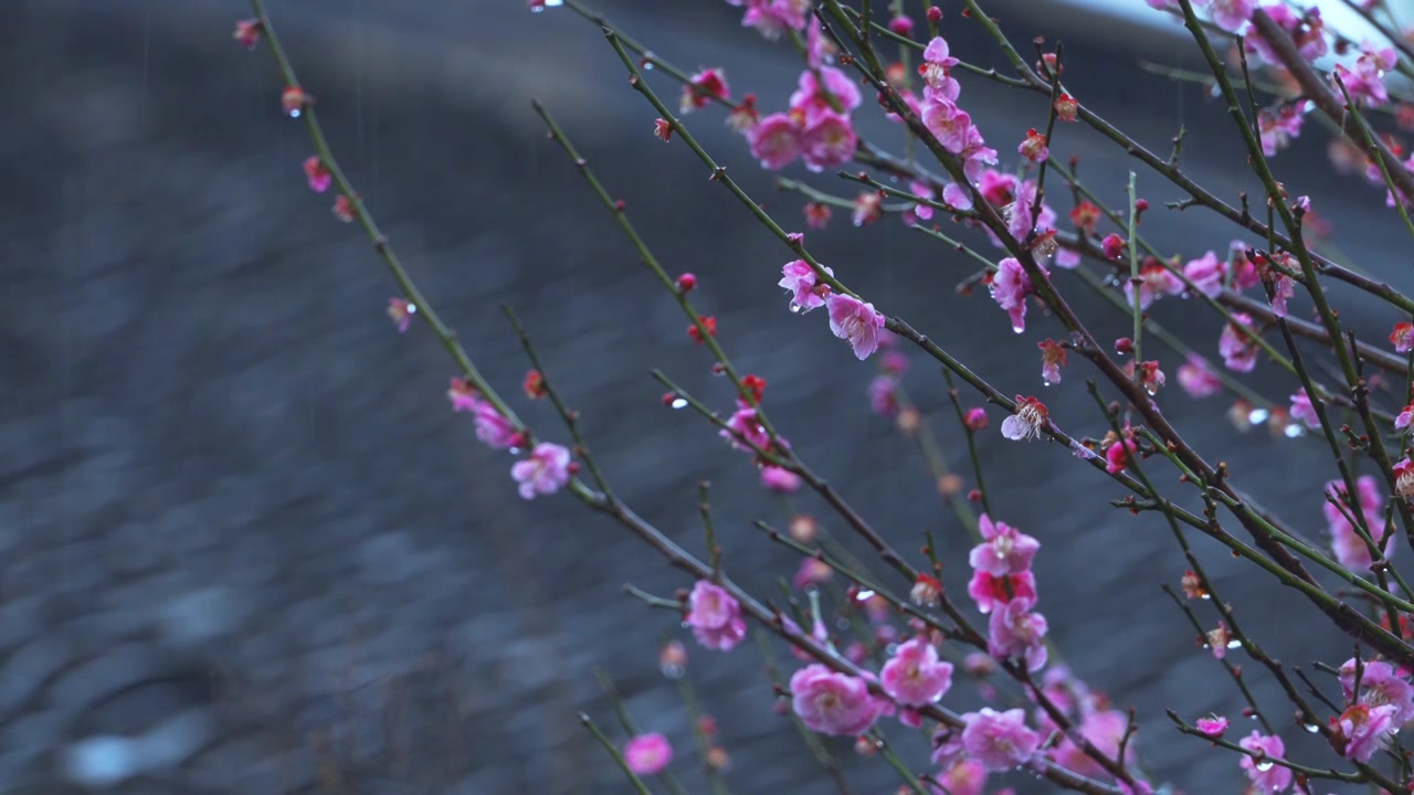 中国传统古典园林建筑杭州西湖郭庄雨天梅花视频素材