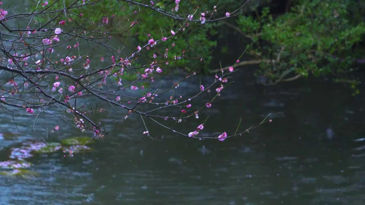 中国传统古典园林建筑杭州西湖郭庄雨天梅花视频素材