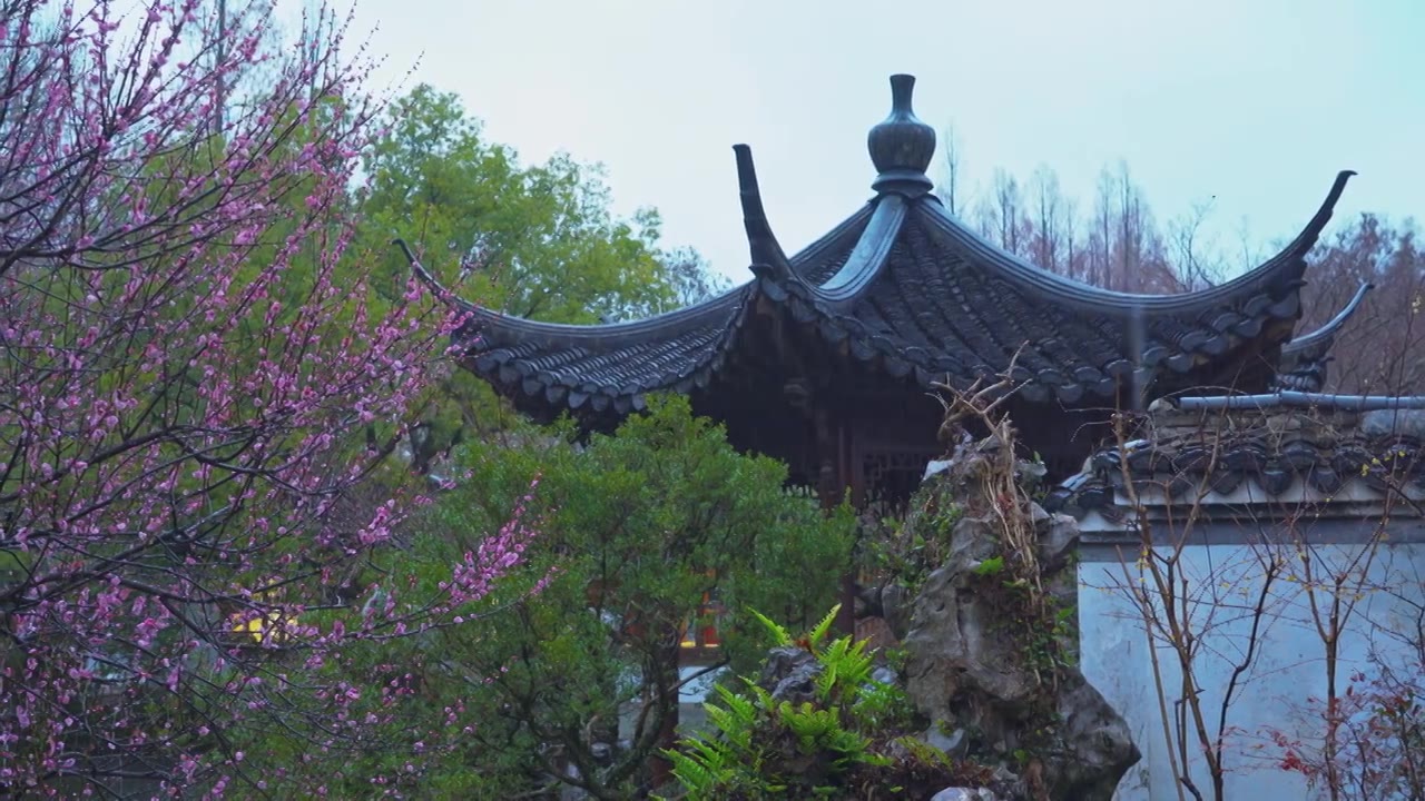 中国传统古典园林建筑杭州西湖郭庄雨天梅花视频素材