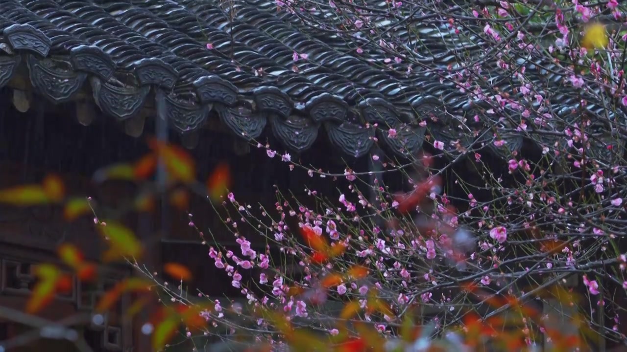 中国传统古典园林建筑杭州西湖郭庄雨天梅花视频素材