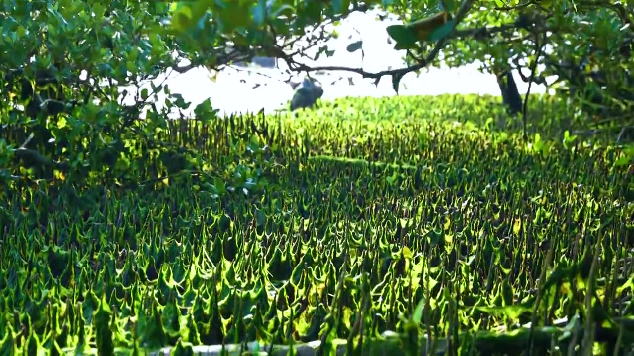 海边绿色红树林与苔藓视频素材