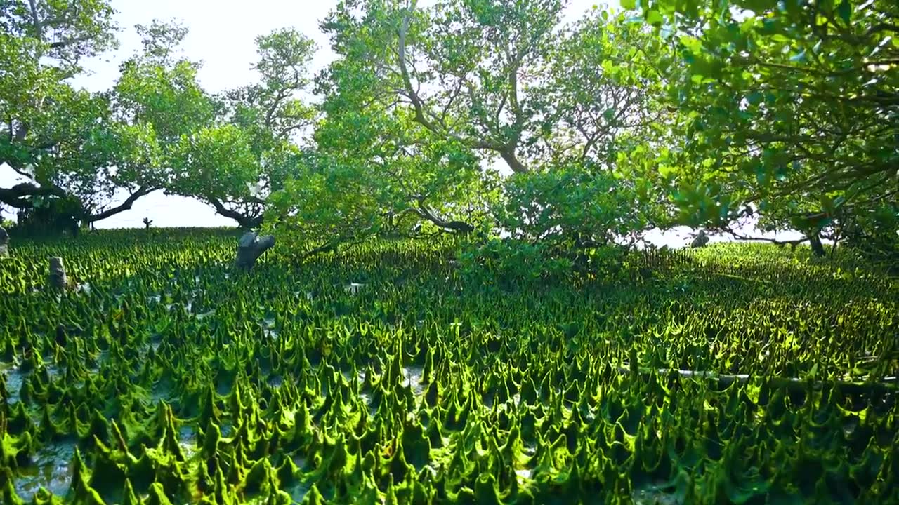 海边绿色红树林与苔藓视频素材