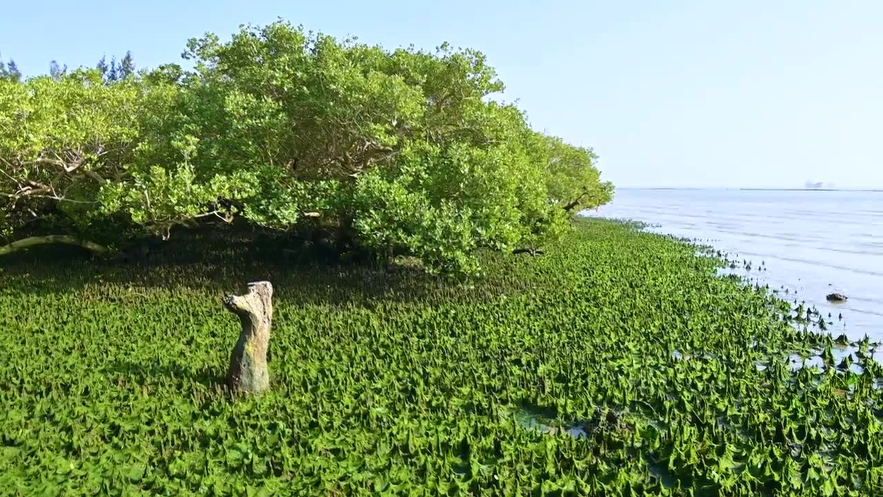 海边绿色红树林与苔藓视频素材