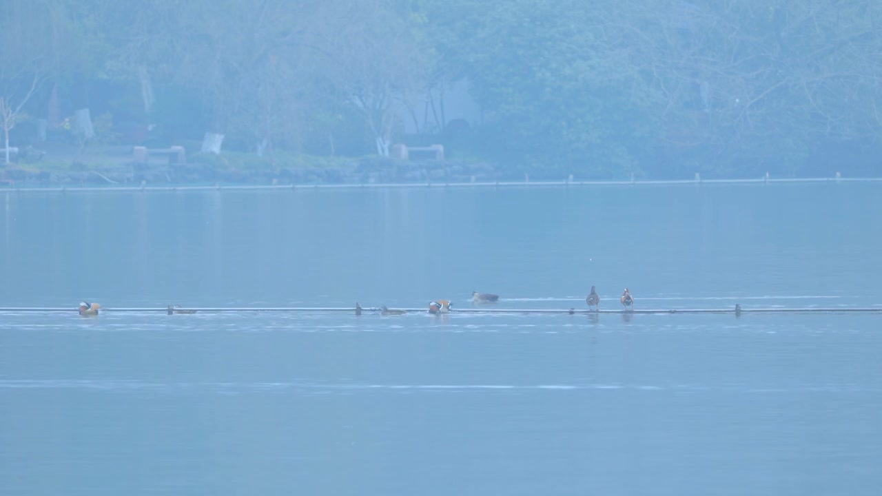 冬天阴雨天气中的杭州雾西湖自然建筑风景视频素材