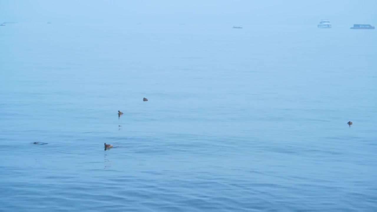 冬天阴雨天气中的杭州雾西湖湖面上的小䴙䴘视频素材