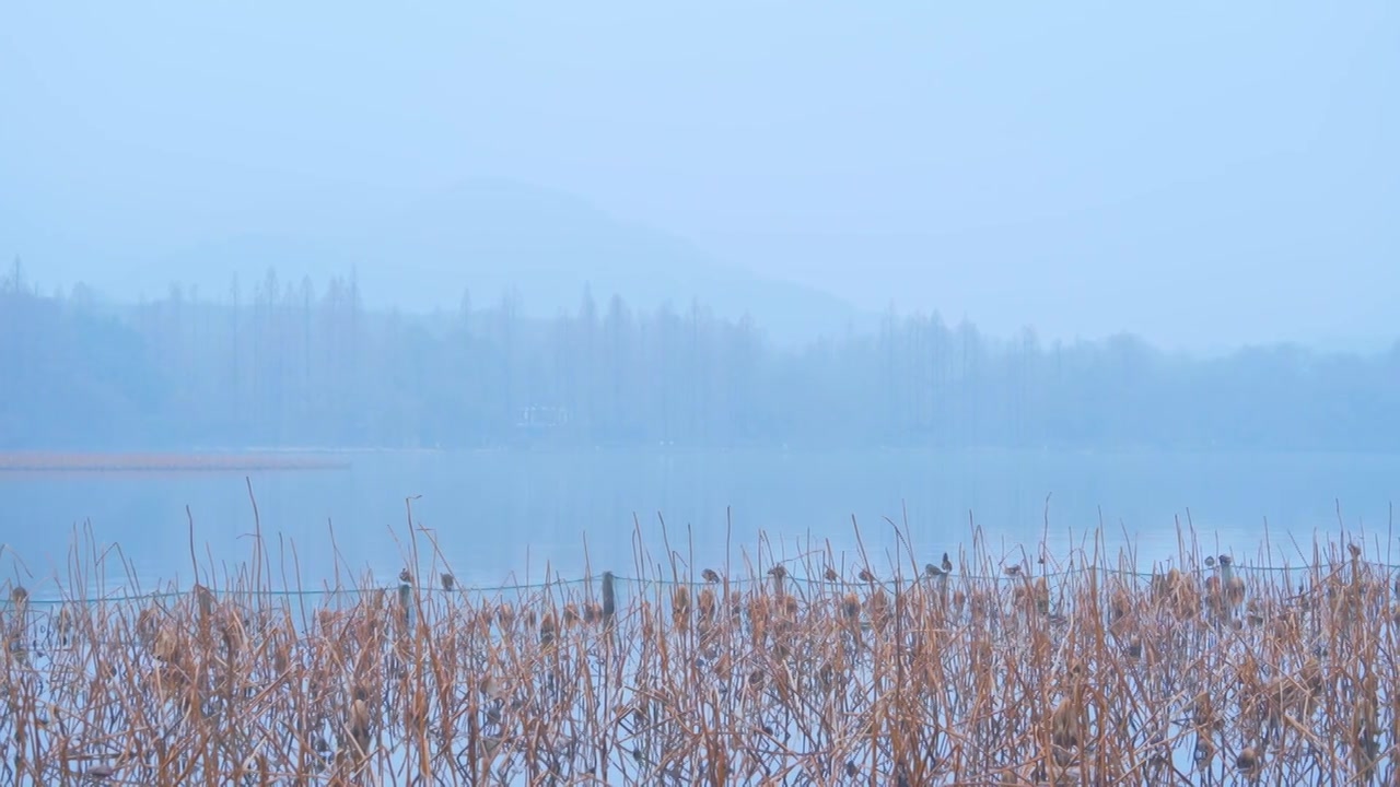 冬天阴雨天气中的杭州雾西湖自然建筑风景视频素材