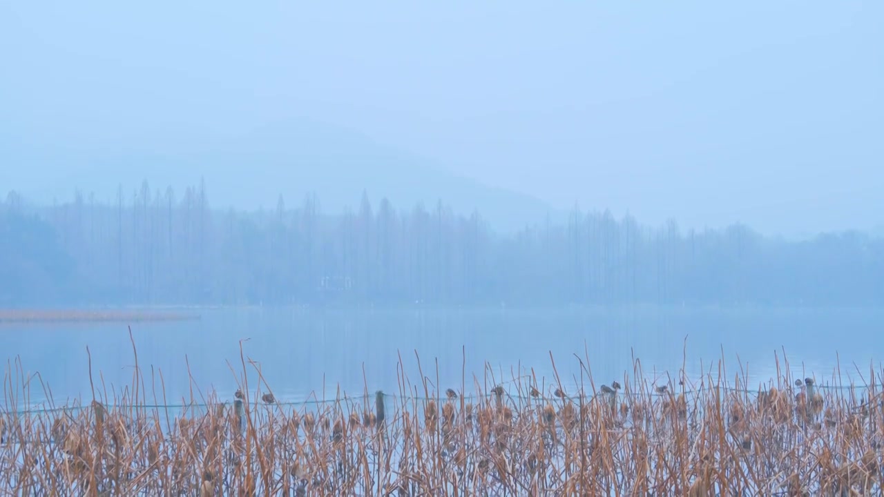 冬天阴雨天气中的杭州雾西湖自然建筑风景视频素材