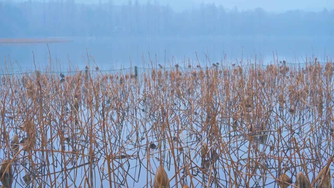 冬天阴雨天气中的杭州雾西湖自然建筑风景视频素材