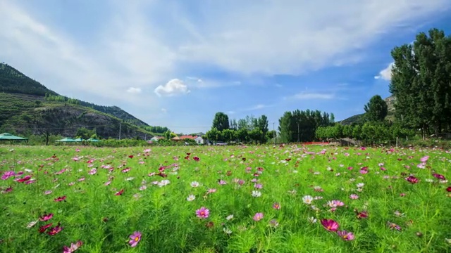 一片格桑花视频下载