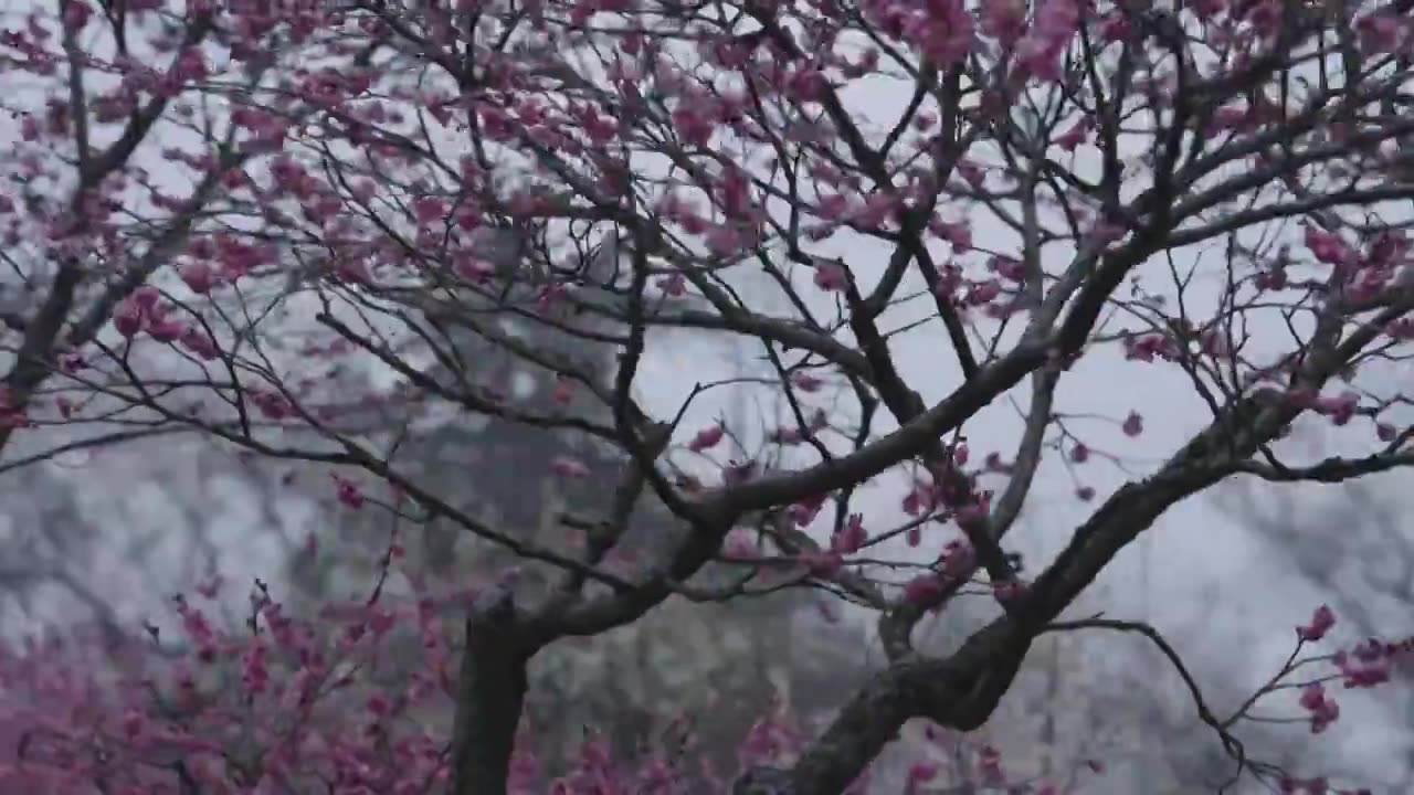 南京梅花山，梅花，博爱阁，雪中梅花山，神道，明孝陵，下雪，红楼，雪中明孝陵视频素材