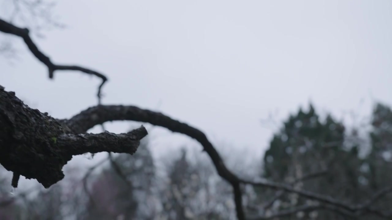 南京梅花山，梅花，博爱阁，雪中梅花山，神道，明孝陵，下雪，红楼，雪中明孝陵视频素材