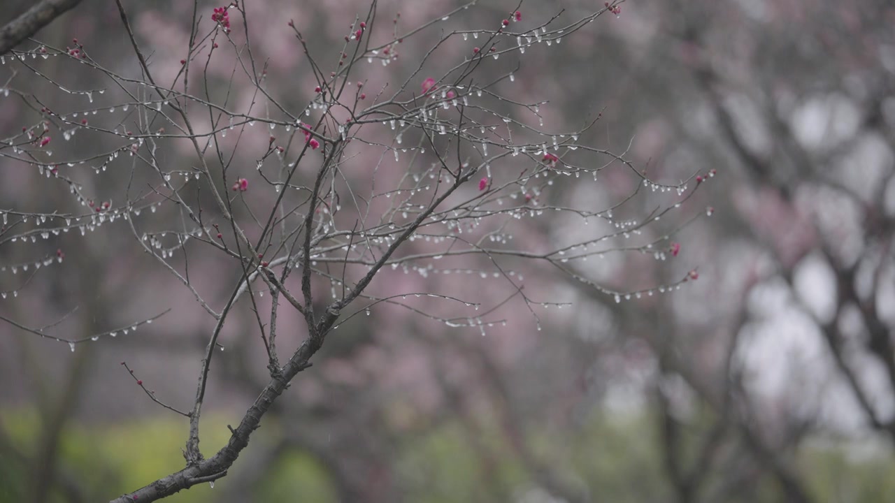 南京梅花山，梅花，博爱阁，雪中梅花山，神道，明孝陵，下雪，红楼，雪中明孝陵视频素材