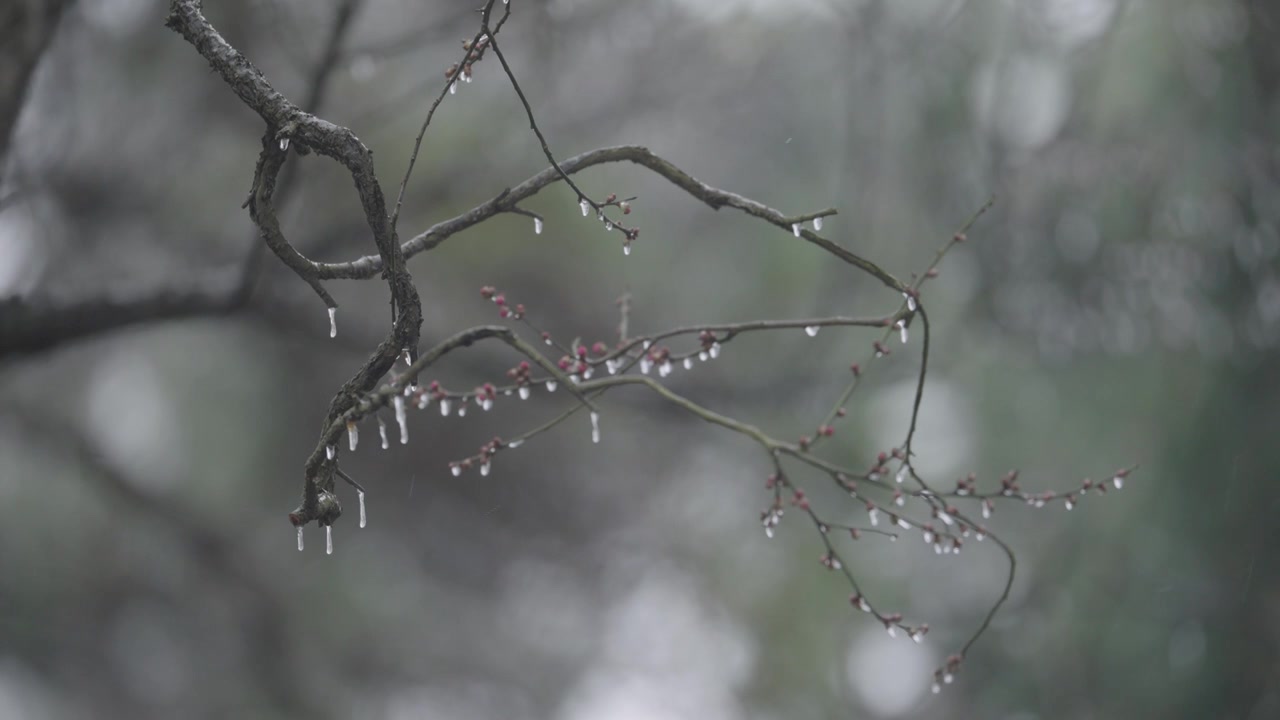 南京梅花山，梅花，博爱阁，雪中梅花山，神道，明孝陵，下雪，红楼，雪中明孝陵视频素材