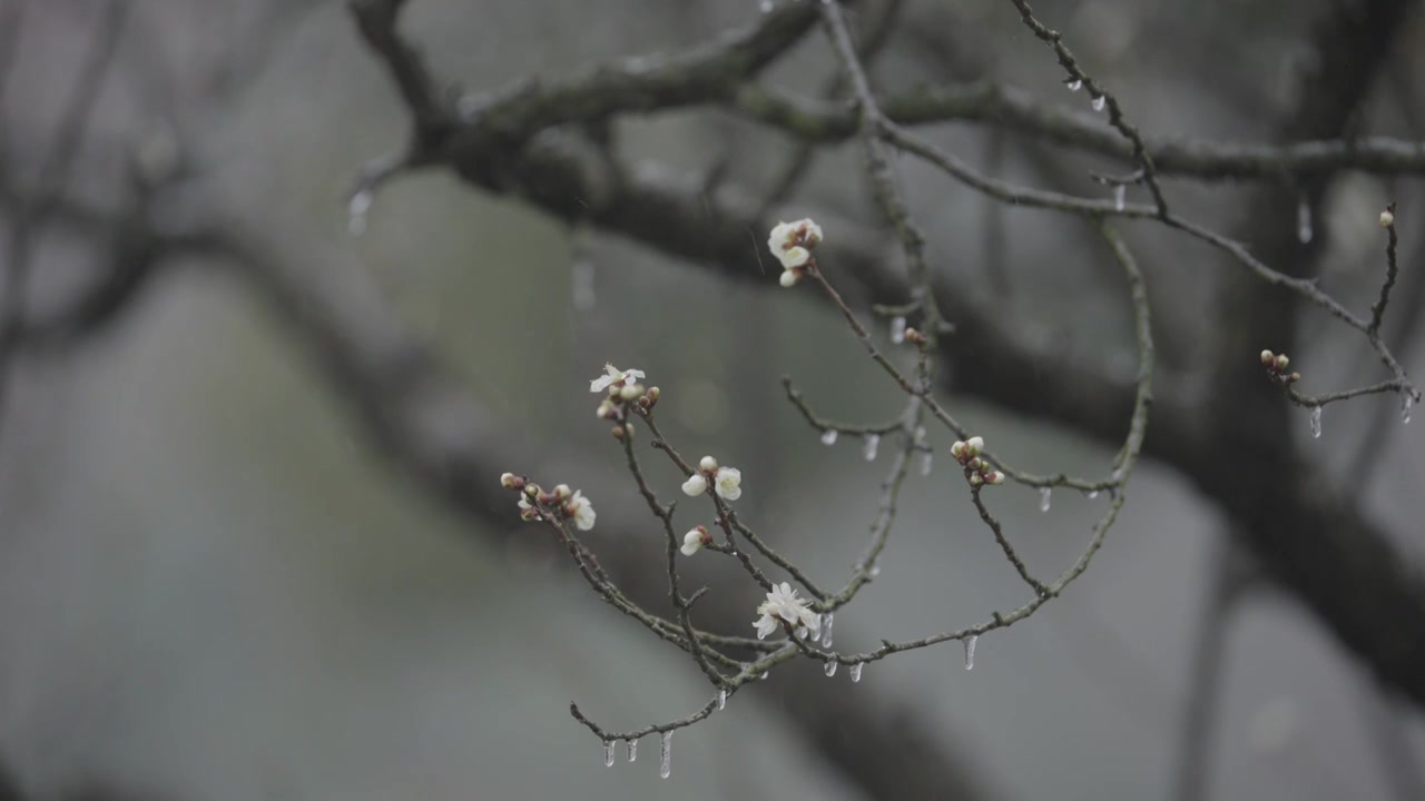 南京梅花山，梅花，博爱阁，雪中梅花山，神道，明孝陵，下雪，红楼，雪中明孝陵视频素材