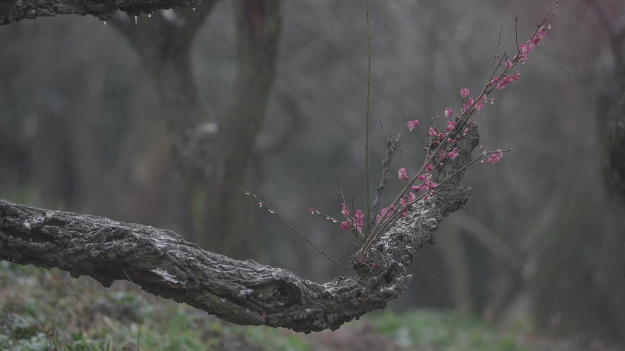 南京梅花山，梅花，博爱阁，雪中梅花山，神道，明孝陵，下雪，红楼，雪中明孝陵视频素材