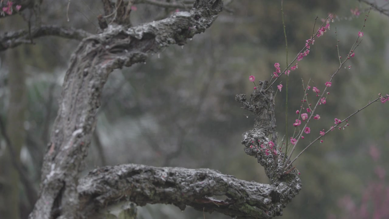 南京梅花山，梅花，博爱阁，雪中梅花山，神道，明孝陵，下雪，红楼，雪中明孝陵视频素材