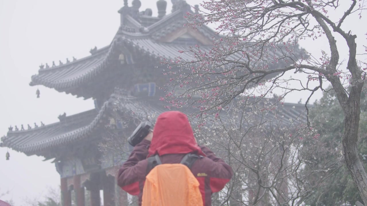 南京梅花山，梅花，博爱阁，雪中梅花山，神道，明孝陵，下雪，红楼，雪中明孝陵视频素材