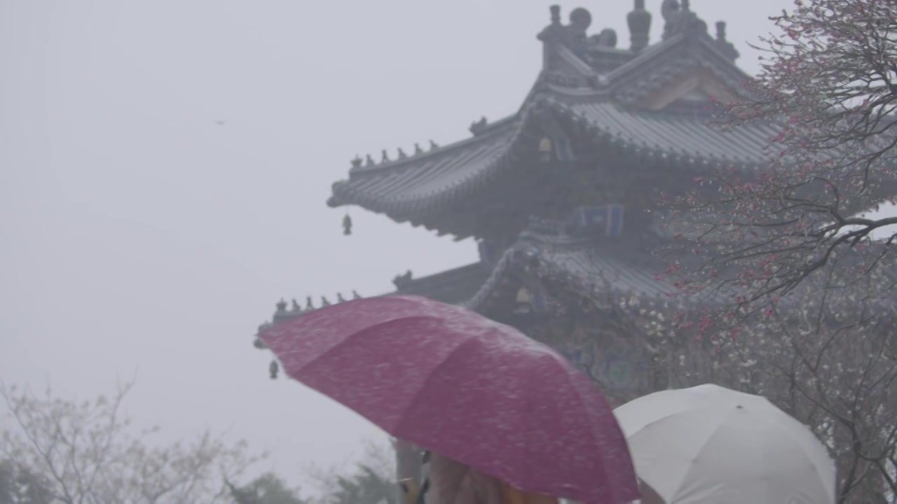 南京梅花山，梅花，博爱阁，雪中梅花山，神道，明孝陵，下雪，红楼，雪中明孝陵视频素材