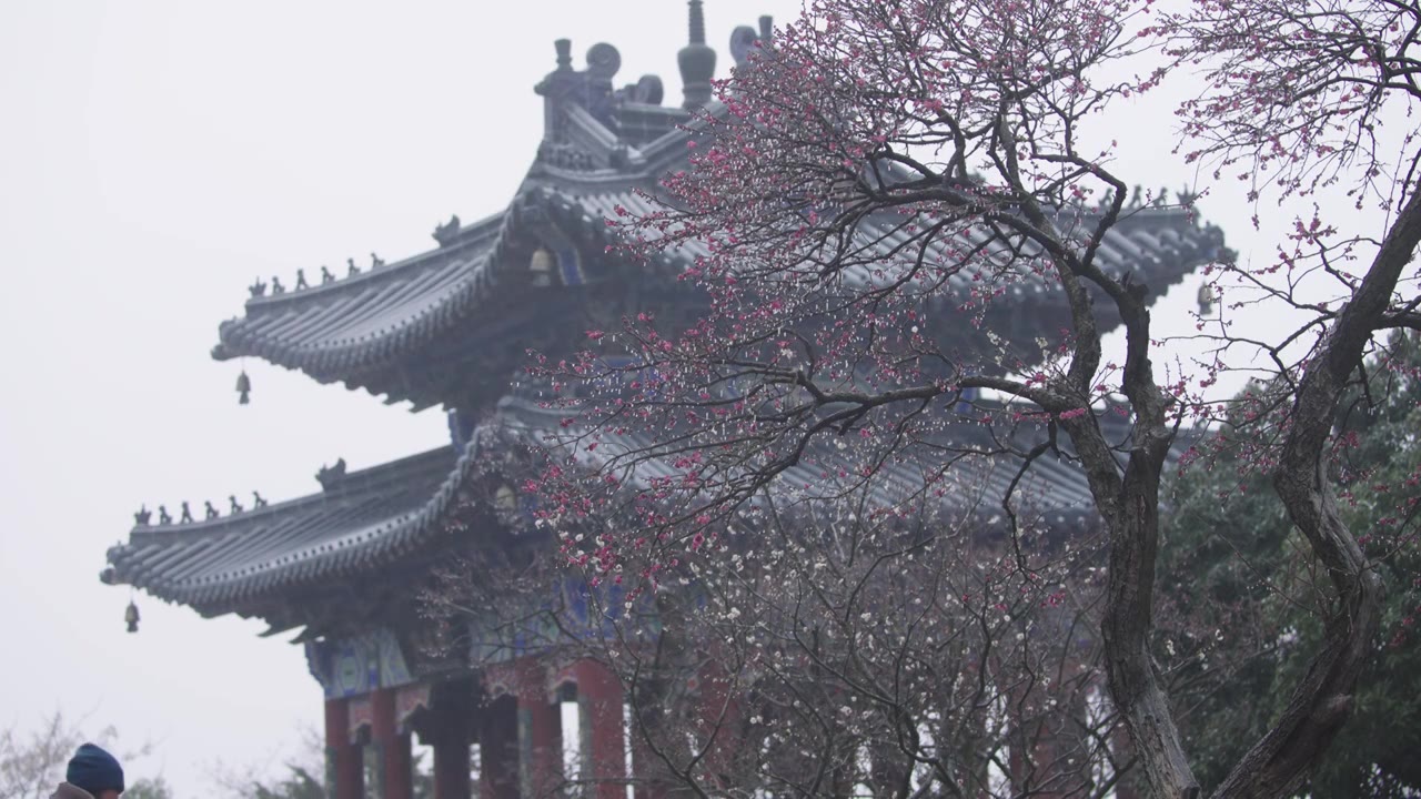 南京梅花山，梅花，博爱阁，雪中梅花山，神道，明孝陵，下雪，红楼，雪中明孝陵视频素材