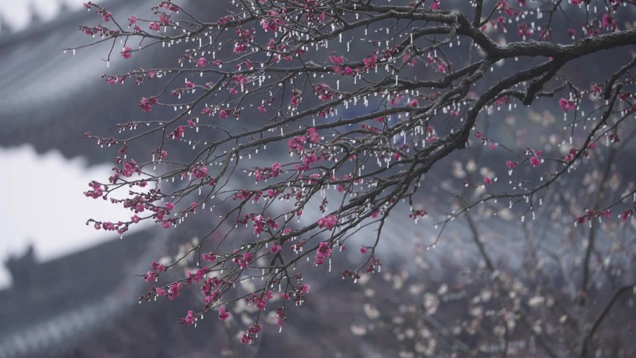 南京梅花山，梅花，博爱阁，雪中梅花山，神道，明孝陵，下雪，红楼，雪中明孝陵视频下载